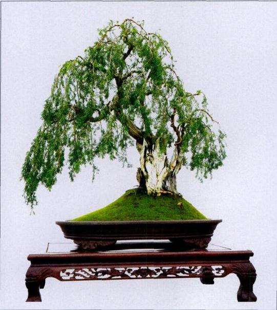 河南省第八届盆景展