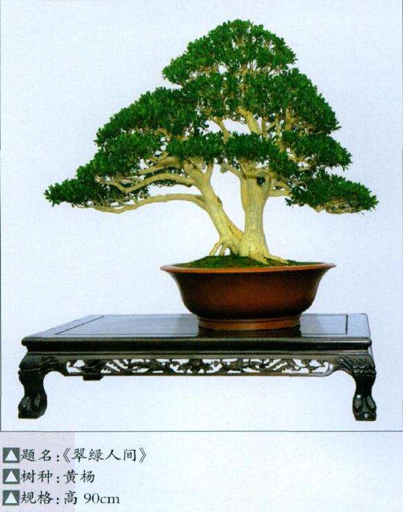 河南省第八届盆景展