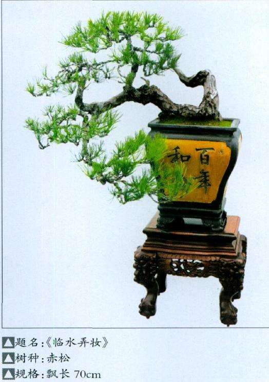 河南省第八届盆景展 图片