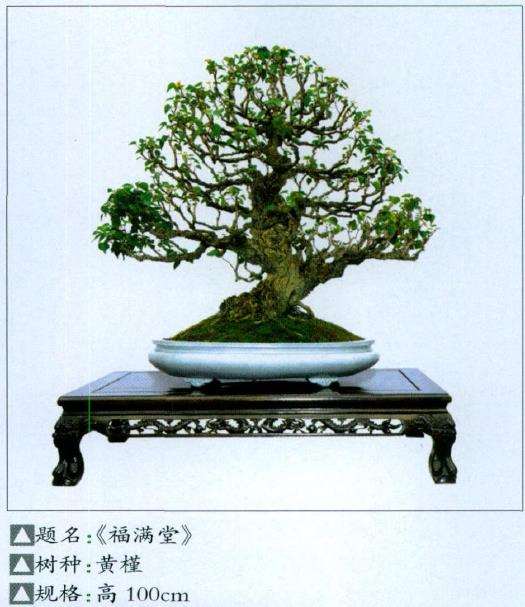 河南省第八届盆景展