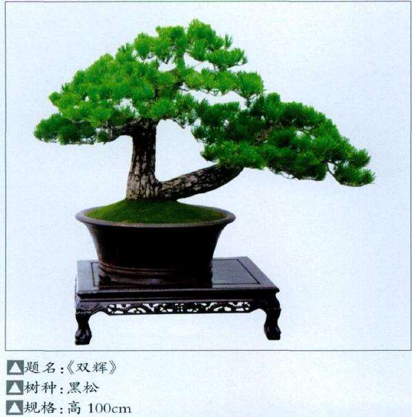 河南省第八届盆景展