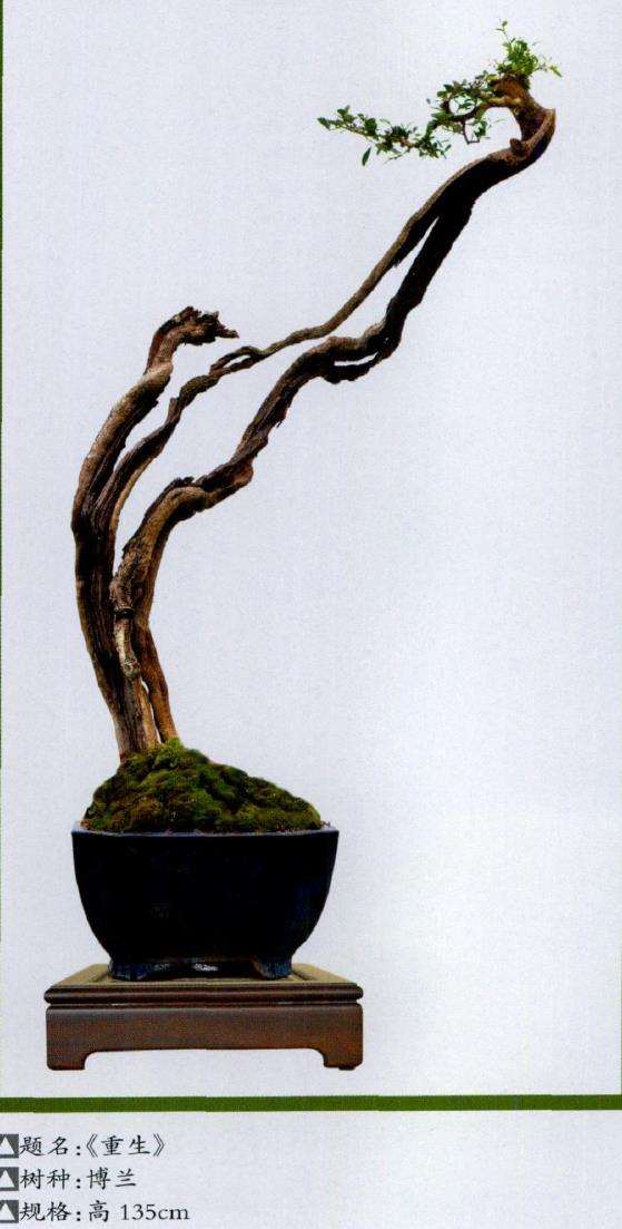 我写了《素仁格盆景憧憬》