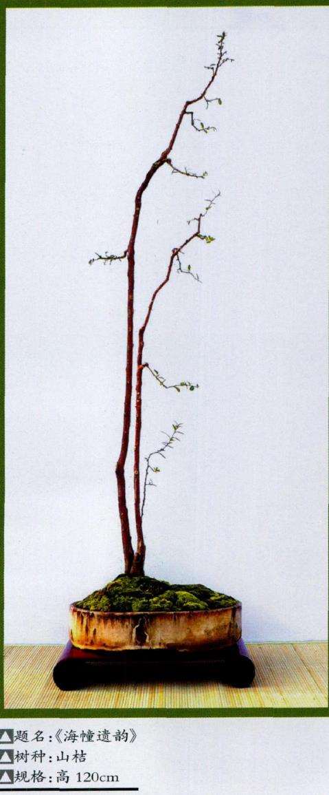 我写了《素仁格盆景憧憬》