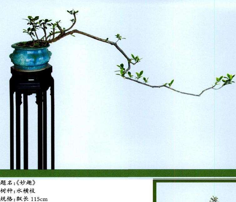 我写了《素仁格盆景憧憬》