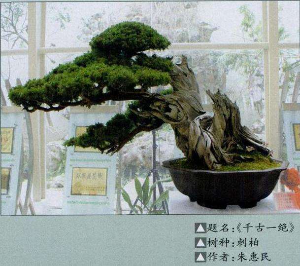 吴风盆景展在苏州成功举办