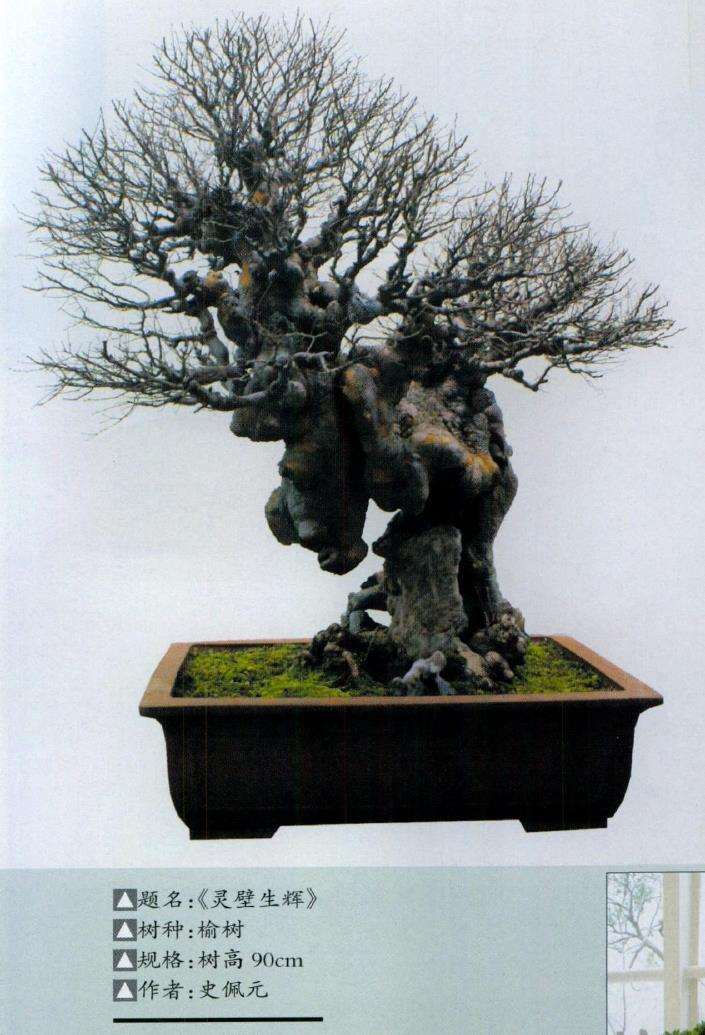 吴风盆景展在苏州成功举办