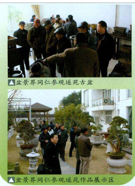 吴风盆景展在苏州成功举办