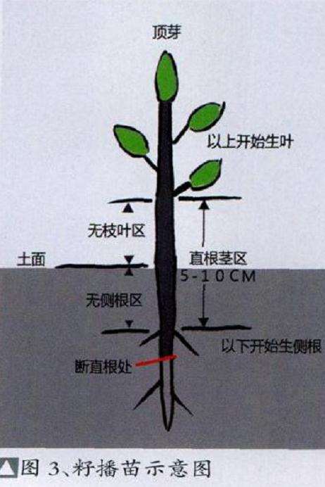 微型盆景怎么繁殖