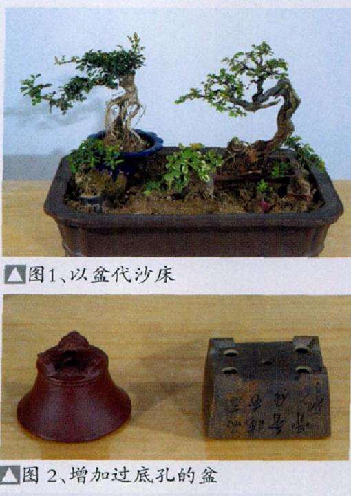 微型盆景怎么繁殖