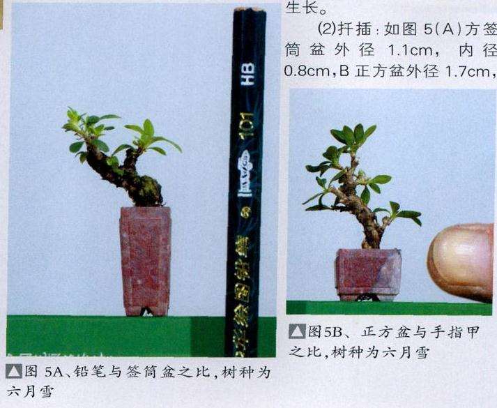 微型盆景怎么繁殖