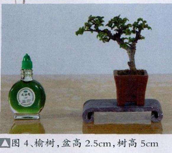 微型盆景怎么繁殖