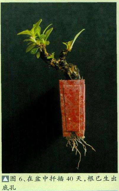 微型盆景怎么繁殖