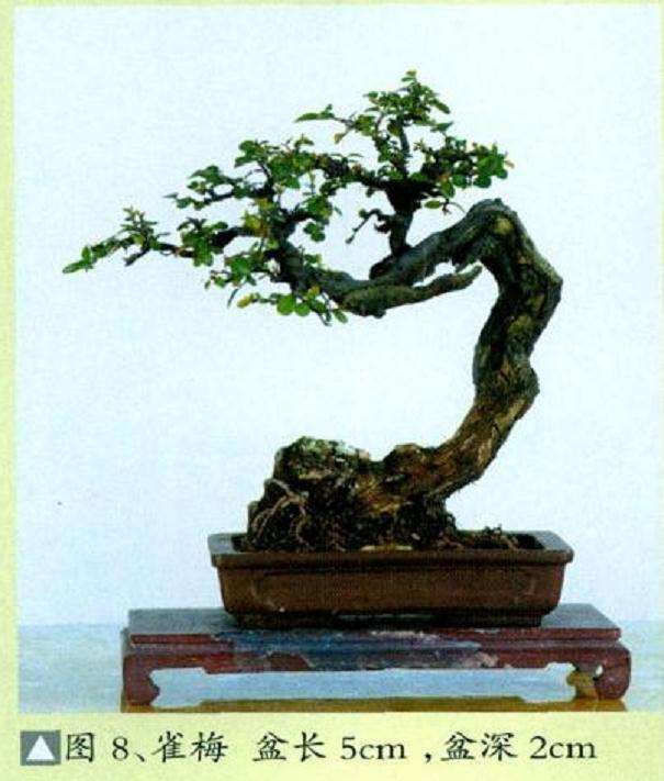 微型盆景怎么繁殖