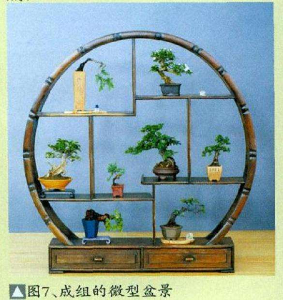 微型盆景怎么繁殖