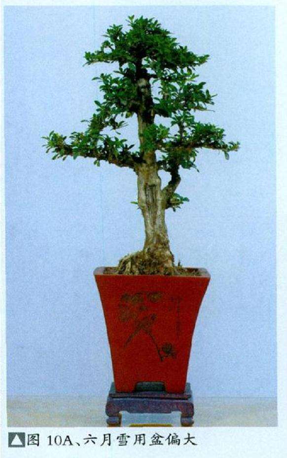 微型盆景怎么繁殖