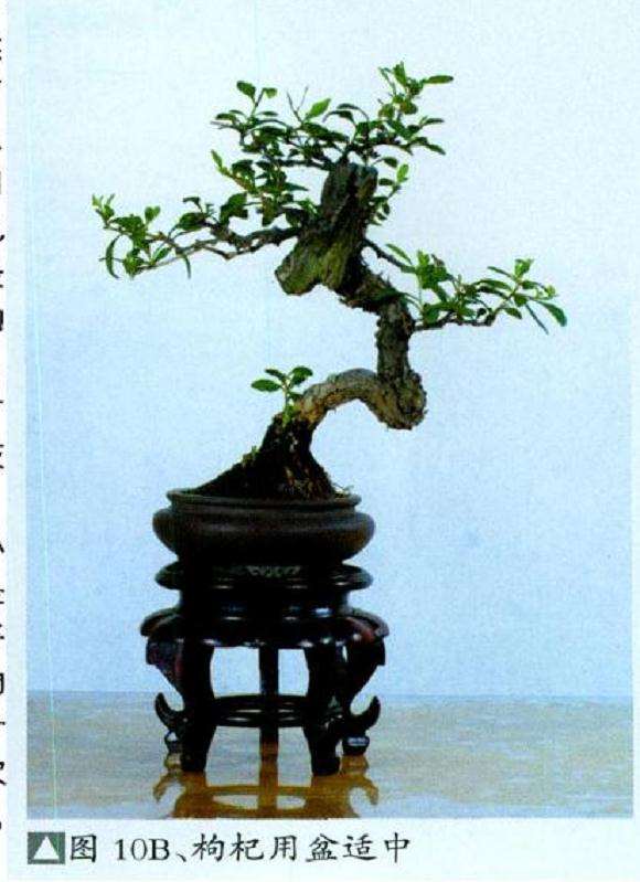 微型盆景怎么繁殖