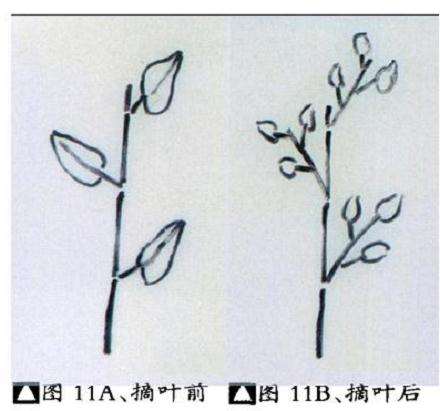 微型盆景怎么繁殖