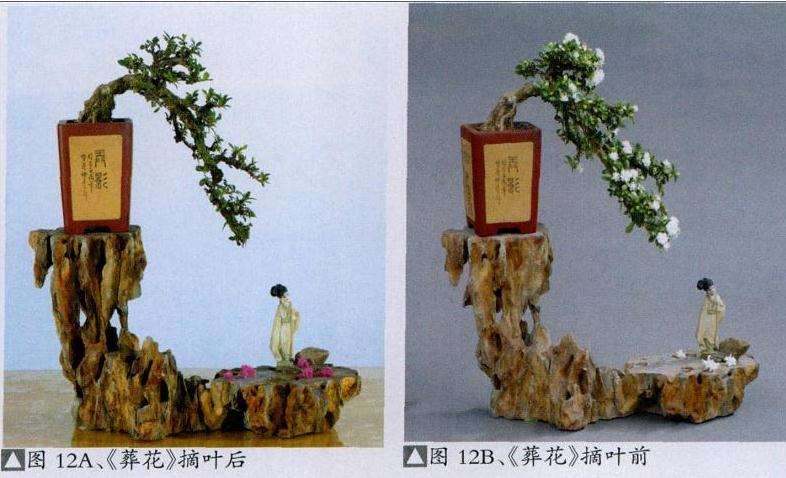 微型盆景怎么繁殖