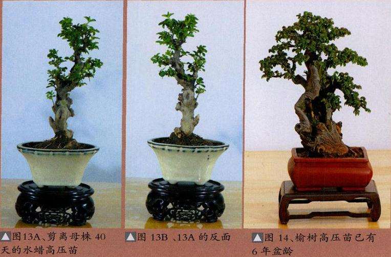 微型盆景怎么繁殖