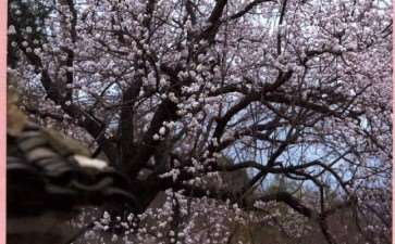 寂寞了一个冬天的竹节海棠开花了