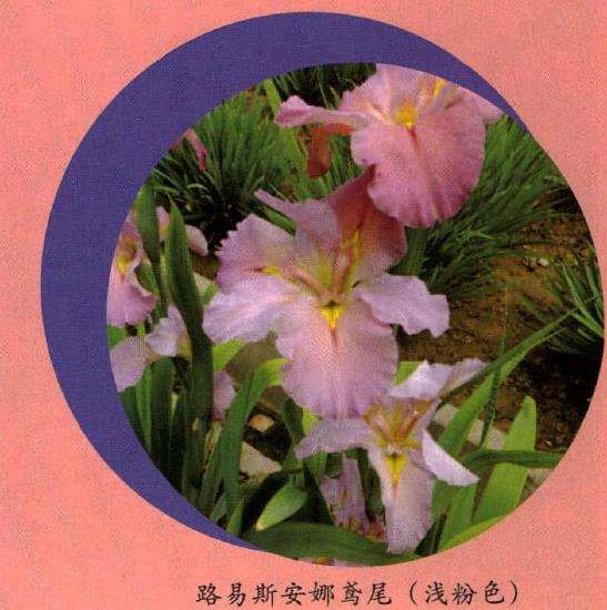 路易斯安那鸢尾怎么繁殖