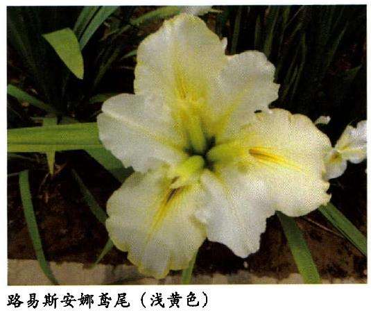 路易斯安那鸢尾怎么繁殖