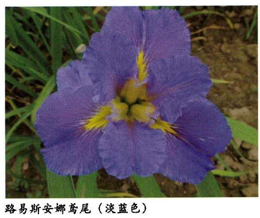 路易斯安那鸢尾怎么繁殖