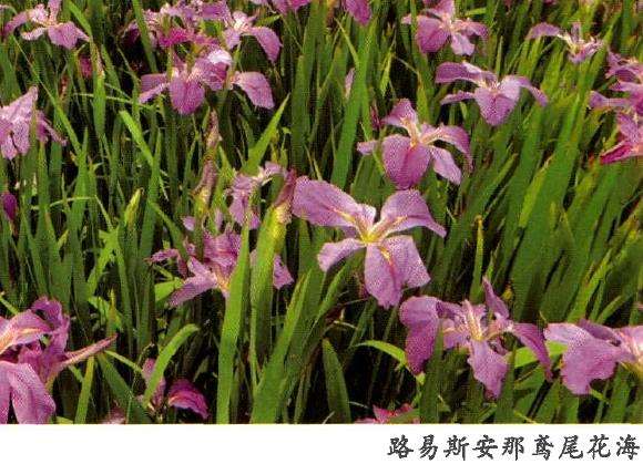 路易斯安那鸢尾的形态特征