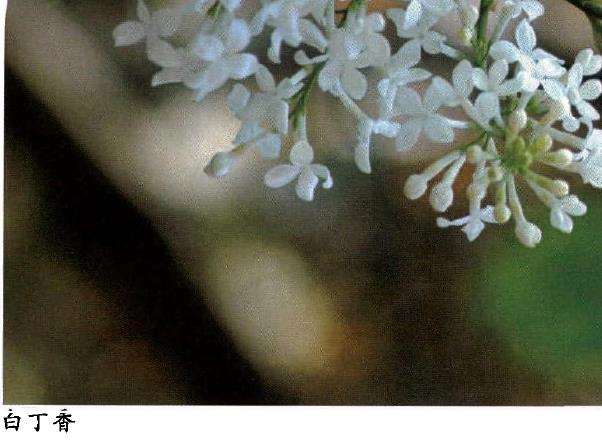 丁香花怎么繁殖养护