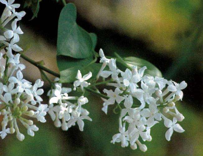 丁香花怎么繁殖养护