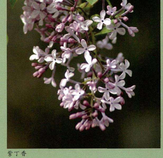 丁香花怎么繁殖养护