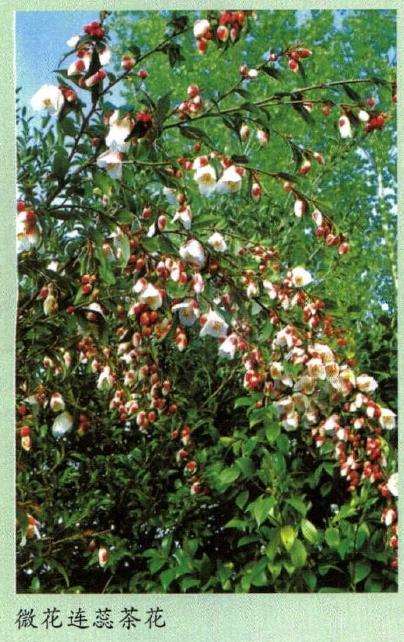 2016 上海植物园的束花茶花育种