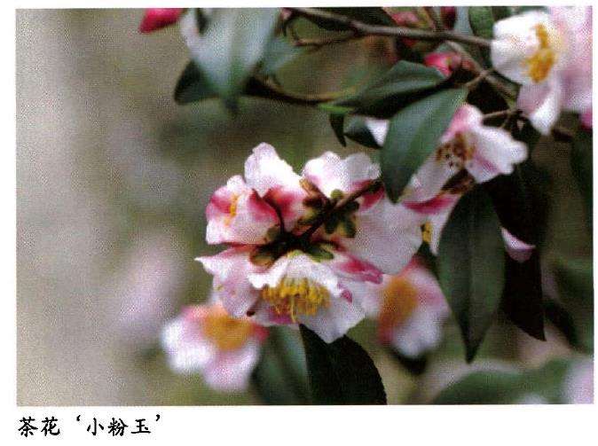 2016 上海植物园的束花茶花育种