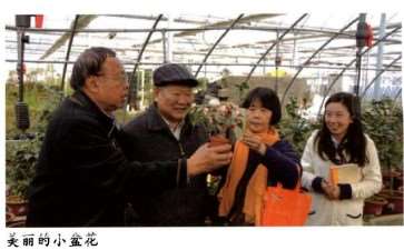 2016 上海植物园的束花茶花育种