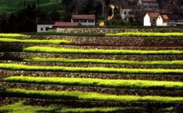 一脸的慎 今日我立在花丛拍照 图片