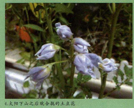 怎么制作土豆盆栽