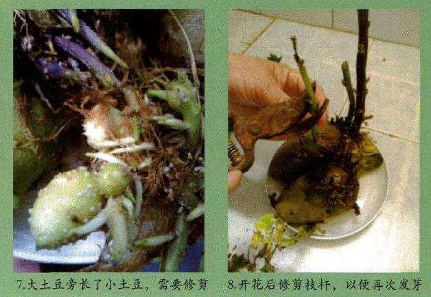 怎么制作土豆盆栽