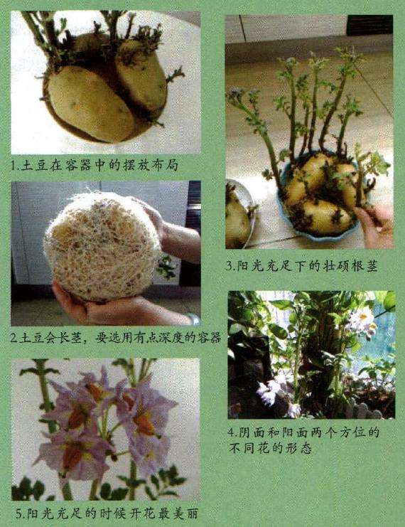 怎么制作土豆盆栽