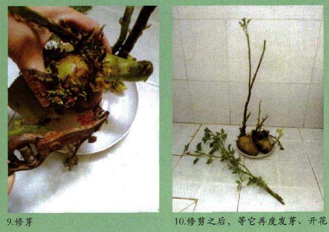 怎么制作土豆盆栽