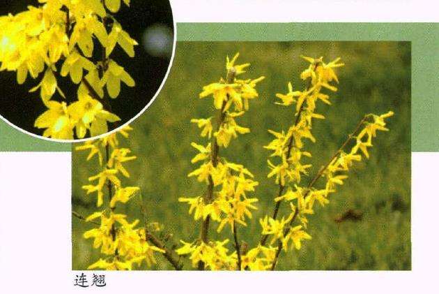 连翘怎么浇水施肥的3个方法
