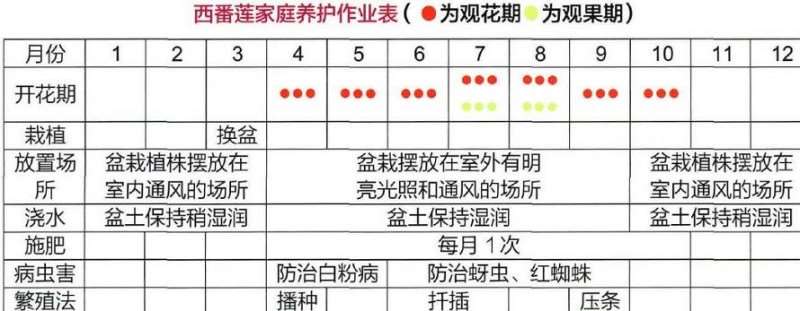 盆栽西番莲怎么浇水施肥