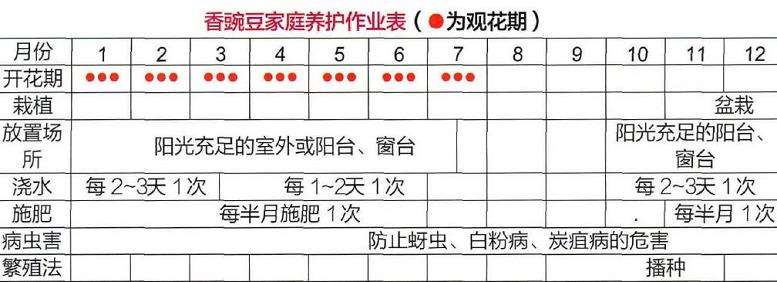 香豌豆盆栽怎么浇水施肥