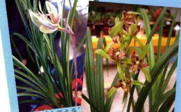 云南兰花栽培历史可上溯1200多年