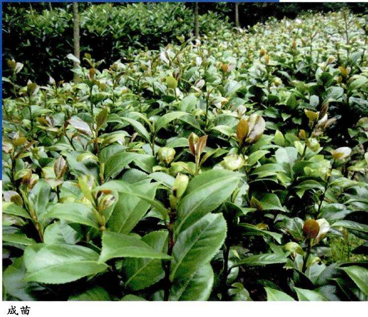 茶花怎么嫁接管理的3个方法