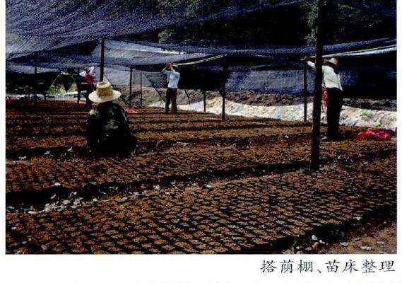 茶花种子怎么采收贮藏和圃地准备