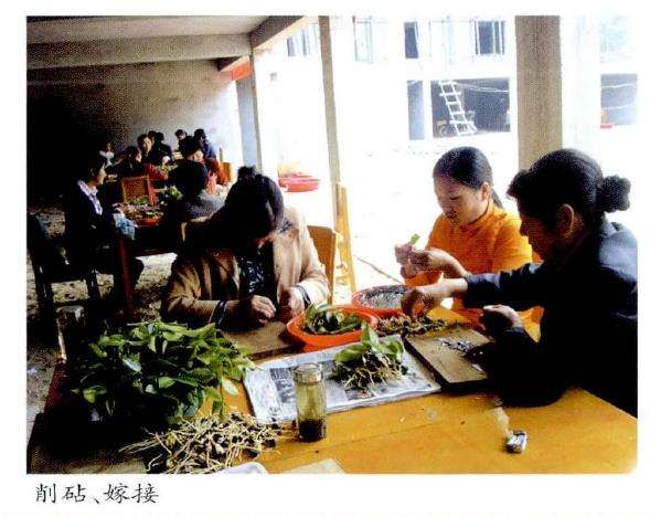 茶花种子怎么采收贮藏和圃地准备
