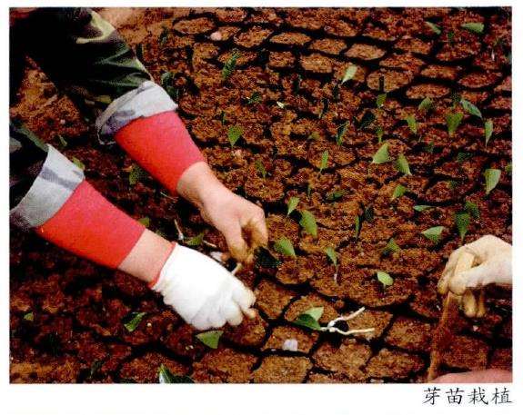 茶花种子怎么采收贮藏和圃地准备