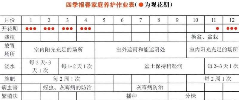 盆栽四季报春怎么浇水施肥