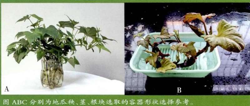 怎么家庭水培番薯