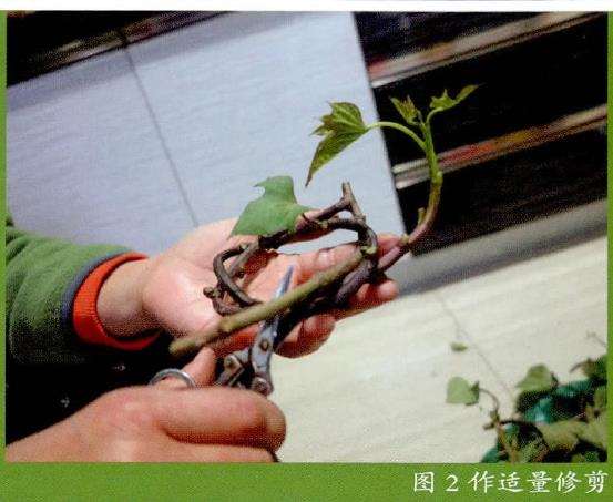 怎么家庭水培番薯